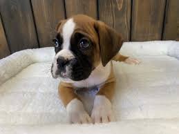 Though the boxer was bred to be a working dog, don't be fooled — this breed loves nothing more than quality playtime. Boxer Large Breed Puppies For Sale In Westchester New York