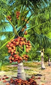 florida memory a coconut tree