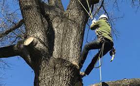 arborists tree trimmers and climbers