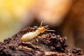 how to get rid of termites 7 effective