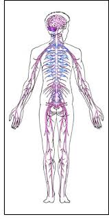 I hope it helped you understand the. Fantastic Facts Human Body Nervous System