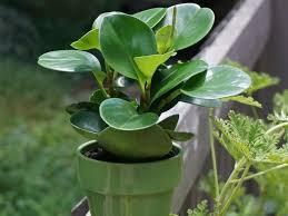 Is Peperomia Toxic To Cats Vet