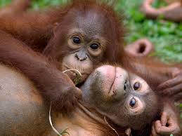 Learn vocabulary, terms and more with flashcards, games and other study tools. Protecting Primates In Indonesia Part Two Saving Earth Encyclopedia Britannica
