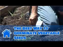 growing vegetables from seeds the