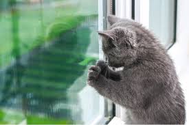 Your Cat Is Scratching At The Window