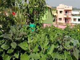 Plant Varieties In His Rooftop Garden