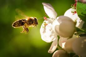 But enough about my best perennial flowers for bees. How Can Science Best Help Bees Physics World