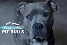 Any staffordshire bull terrier that shows any symptoms of the condition developing would need to be seen by a vet as soon as possible so they can assess the dog's eyes and to see to what extent the cataract is affecting their vision. Pit Bulls With Blue Eyes Guide Health Risks Tips Care Faq Canine Bible