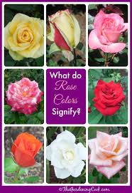 14 rose colors meanings for a