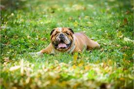 Yes, you need to declare any issues your pet has, or had. What Is The Best Pet Insurance For Bulldogs 4 Recommended Plans Any Bulldog