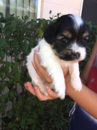 These babies have a true babydoll face and are charting to be 4lbs or less!! Yorkie Puppies For Sale In Tucson Az Shoppok