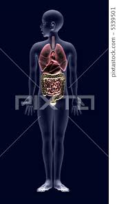 Human Body Anatomical Chart Internal Organs Stock