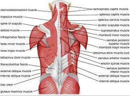Posterior rami of the lower cervical spinal nerves. Oilsandplants Com Muscles