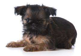 No puppies available at this time. Brussels Griffon Puppies For Sale Akc Puppyfinder