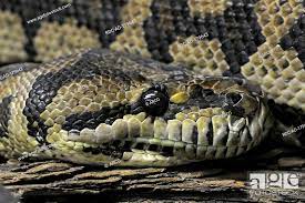 northwestern carpet python morelia