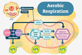 ls1 7 cellular respiration and energy