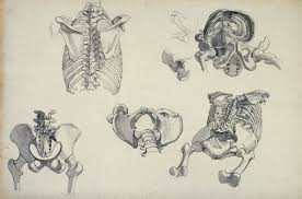 How to draw a rib cage tattoo, step by step, tattoos, pop. Drawings Of Human Bones Mainly Rib Cage And Pelvis Works Of Art Ra Collection Royal Academy Of Arts