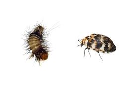 fur beetles and carpet beetles