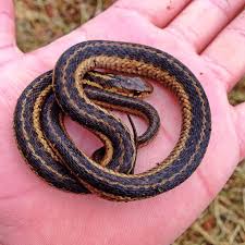 garter snake eat t habits venom