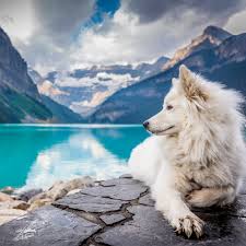 white dog wallpaper 4k mountains lake