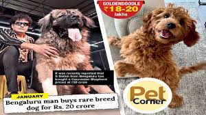 goldendoodle to papillon exotic trophy