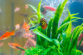 the pros cons of small fish tanks