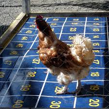 Image result for chicken bingo