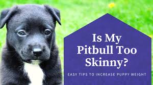 is my pitbull too skinny easy tips to