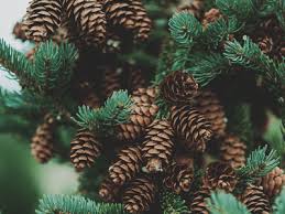 When pruning a pine tree there are a few rules you will want to follow. Can I Control The Height Of My Pine Tree Susan Said What