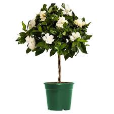 Mini Gardenia Veitchii Tree 6 Pot