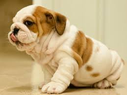 All of our english bulldog puppies for sale are akc registered, vaccinated up to date and come with a 1 year health guarantee. English Bulldog Puppies For Sale Near Me English Bulldog Puppies