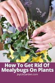 mealybugs on plants how to get rid of