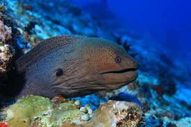Moray Eel Complete Guide Species Habitat And Much More