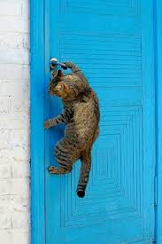 stop a cat from scratching bedroom door