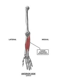 Any of several prominences on the distal part of a long bone serving for the attachment of muscles and ligaments: Crossfit Wrist Musculature Part 1 Anterior Muscles