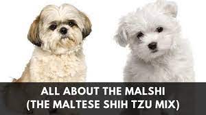 Not only is the shih tzu maltese an affectionate breed, but, they can also be playful, highly maltese shih tzu puppies. All About The Maltese Shih Tzu Mix The Malshi Youtube