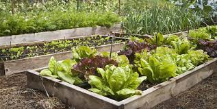 Sustainable Backyard Gardening