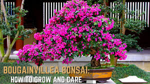 bougainvillea bonsai how to grow and care