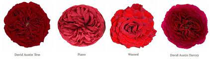 Varieties Of Red Garden Roses Garden