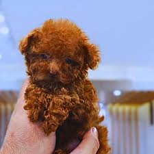 poodle puppies available in