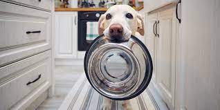 healthy foods for calming anxious dogs