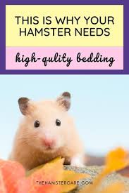 2023 6 Safest Hamster Bedding And What