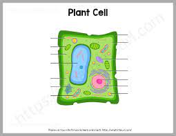 plant cell charts and worksheets