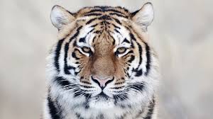 30 free beautiful tiger hd wallpapers