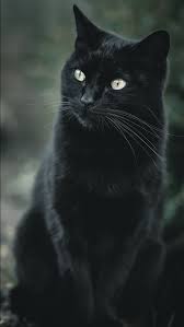 White Eyes Black Cat In Blur Green
