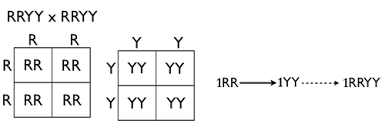 If you're talking about crossing two hybrids, this is called a monohybrid cross it could be useful for a whole set of different types of crosses between two reproducing organisms. Punnett Square Wikipedia