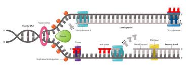 biological molecule is a dna helicase