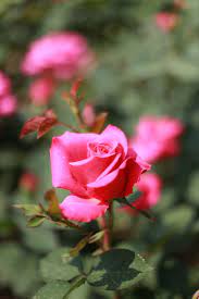 hd wallpaper rose pink roses flowers