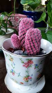 That looks like a type of mammillaria, probably m. Plant Id Forum Help To Identify My Cactus Garden Org