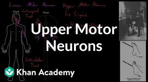 upper motor neurons organ systems